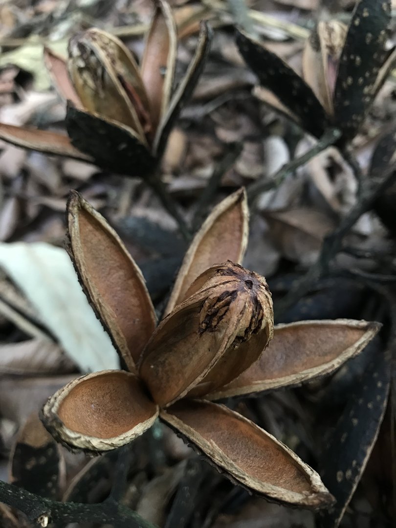 Cedro de Altura - Vista 3